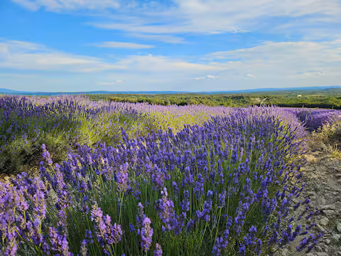 6e169cfd-2c90-48cc-84db-40ff5600a5e4